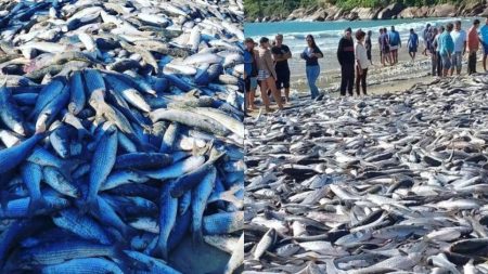 Pescadores de SC comemoram captura de 27 mil tainhas num único dia