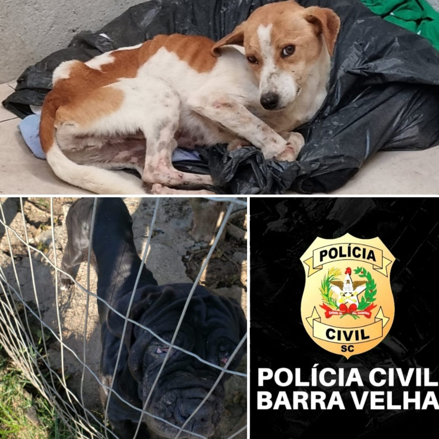 BARRA VELHA – Polícia Civil prende mulher que mantinha ossadas de cachorros e aves, peixes mortos e animais em estado deploráveis