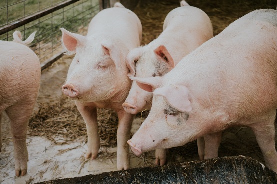Criador de porcos de SC que prejudicou o cultivo de peixes do vizinho terá de indenizá-lo em mais de R$ 17 mil