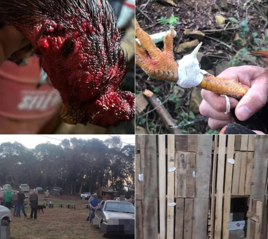 SC – 33 galos vivos são resgatados pela Polícia Ambiental durante rinha