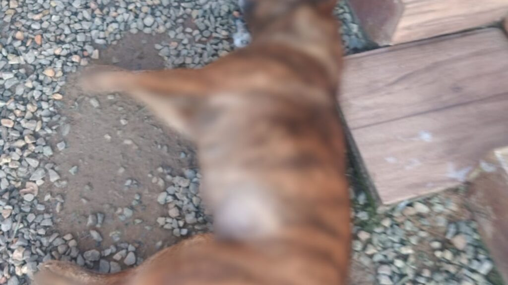 Cachorro morto por envenenamento é encontrado em Santa Catarina e Polícia vai investigar o responsável