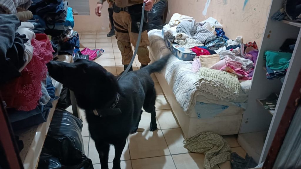 Operação conjunta prende duas pessoas, apreende drogas e pássaros em Santa Catarina