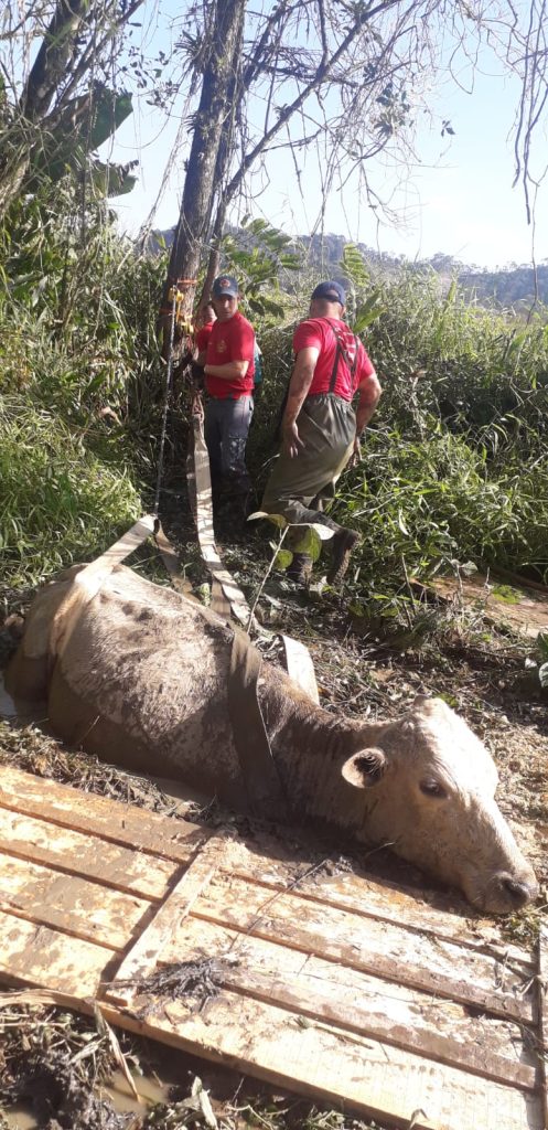 Bombeiros resgatam vaca atolada em pasto de Gaspar