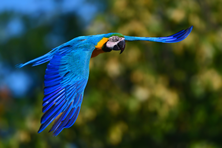 Foram apreendidas mais de 8 mil espécies de animais silvestres na região Andes – Amazônia