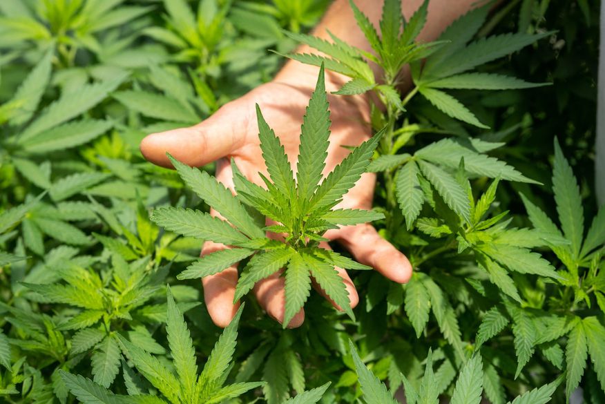 CANNABIS – STJ concede salvo-conduto para que pacientes possam cultivar planta em casa