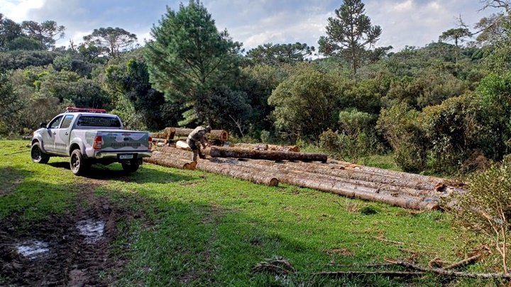 Toras de pinheiro brasileiro são apreendidas no interior de Santa Catarina