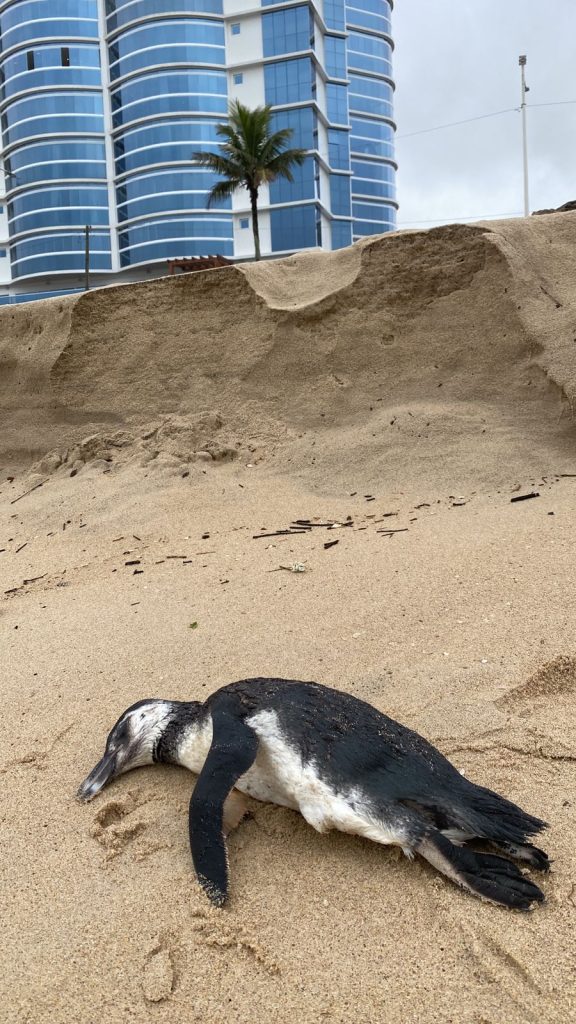 Pinguim é encontrado morto em praia de Barra Velha e PMP-BS monitora o caso
