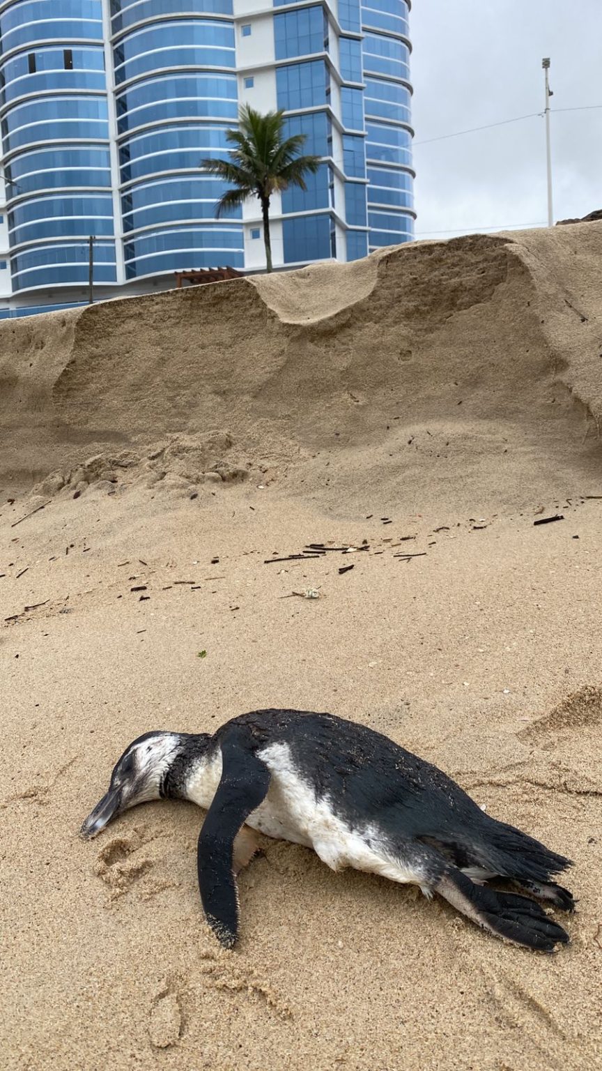 Pinguim é encontrado morto em praia de Barra Velha e PMP-BS monitora o caso