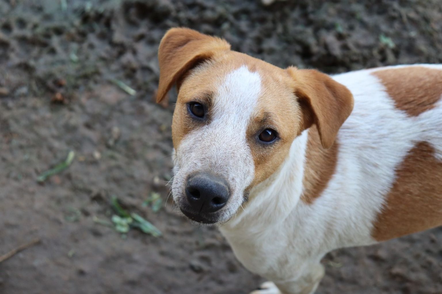 Prefeitura de Penha dobra cota de atendimentos de pets para tutores de baixa renda