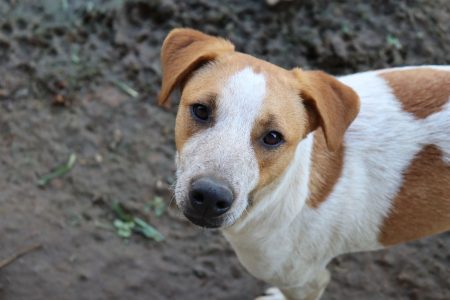 Prefeitura de Penha dobra cota de atendimentos de pets para tutores de baixa renda
