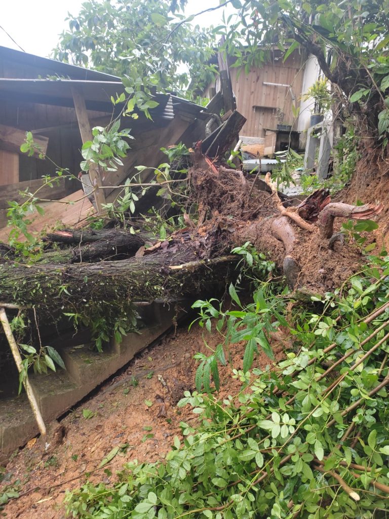 Queda de árvore em Itajaí: Bombeiros atuam em ocorrência de deslizamento