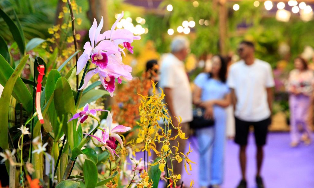 Festa das Flores segue até domingo, 17, em SC