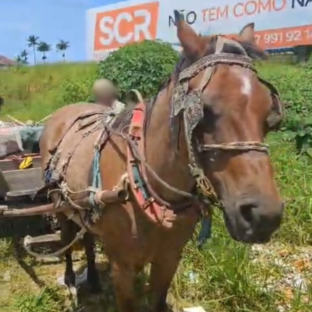Carroceiro é multado por tração animal de descarte de lixo