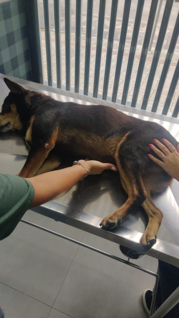 VÍDEO – Idoso é preso após atropelar cachorro de propósito