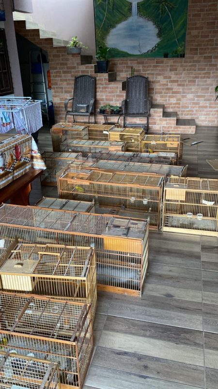 SICALIS – PC de SC prende 10 em operação contra rinha de canários e tráfico de animais silvestres