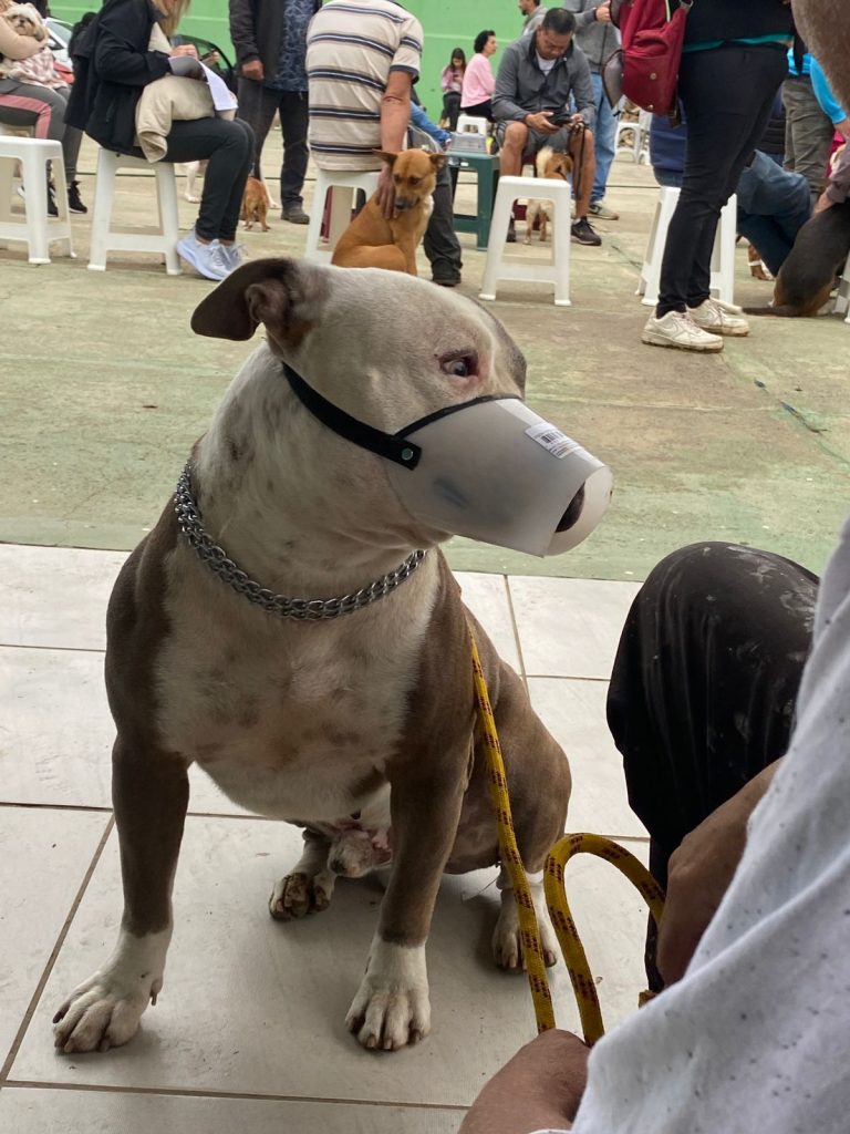 Em Piçarras Saúde realiza mutirão de castração para cães e gatos: raça ‘pitbull’ tem prioridade