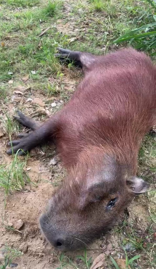 GMI resgata capivara debilitada nas margens do Rio Itajaí-Mirim
