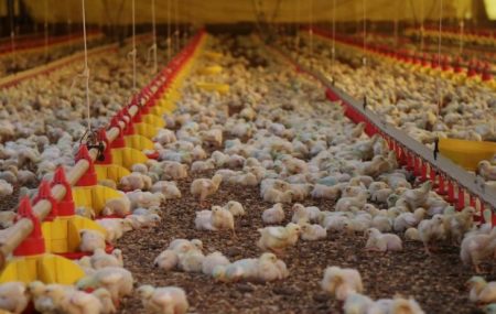 SC bate recorde histórico na exportação de carnes