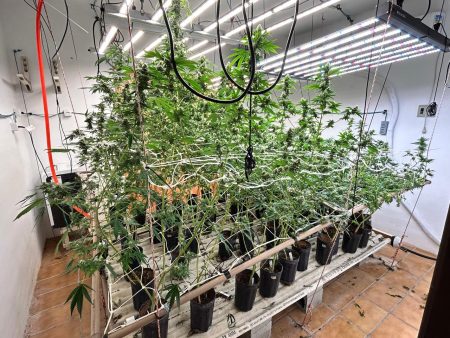 DECOD – Operação desmantela centro de produção de Skunk