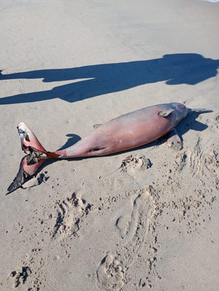 Golfinho ameaçado de extinção é encontrado morto na praia Central de Barra Velha