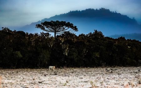 Inverno começou e a previsão indica frio intenso, geadas e nevoeiros