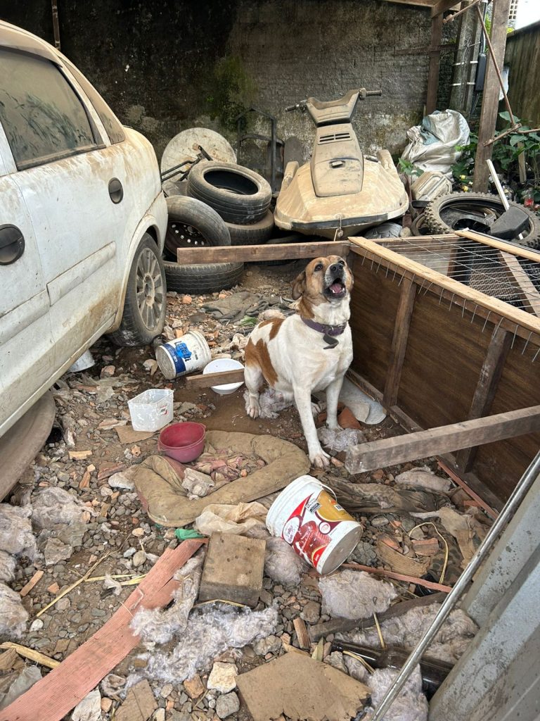 Homem é preso por maus-tratos a animais em SC