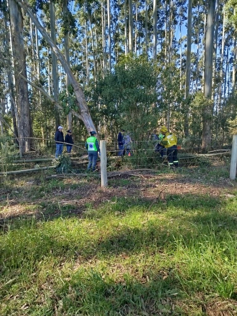 Homem morre após ser atingido por árvore em área de reflorestamento