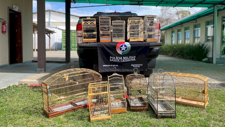 Polícia Ambiental resgata 11 pássaros silvestres mantidos em cativeiro