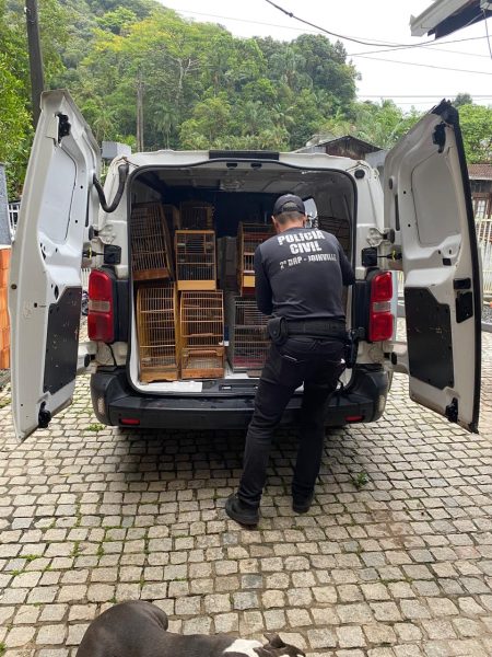 DIC de Joinville realiza operação “Gaiola Vazia” e apreende mais de 200 aves silvestres
