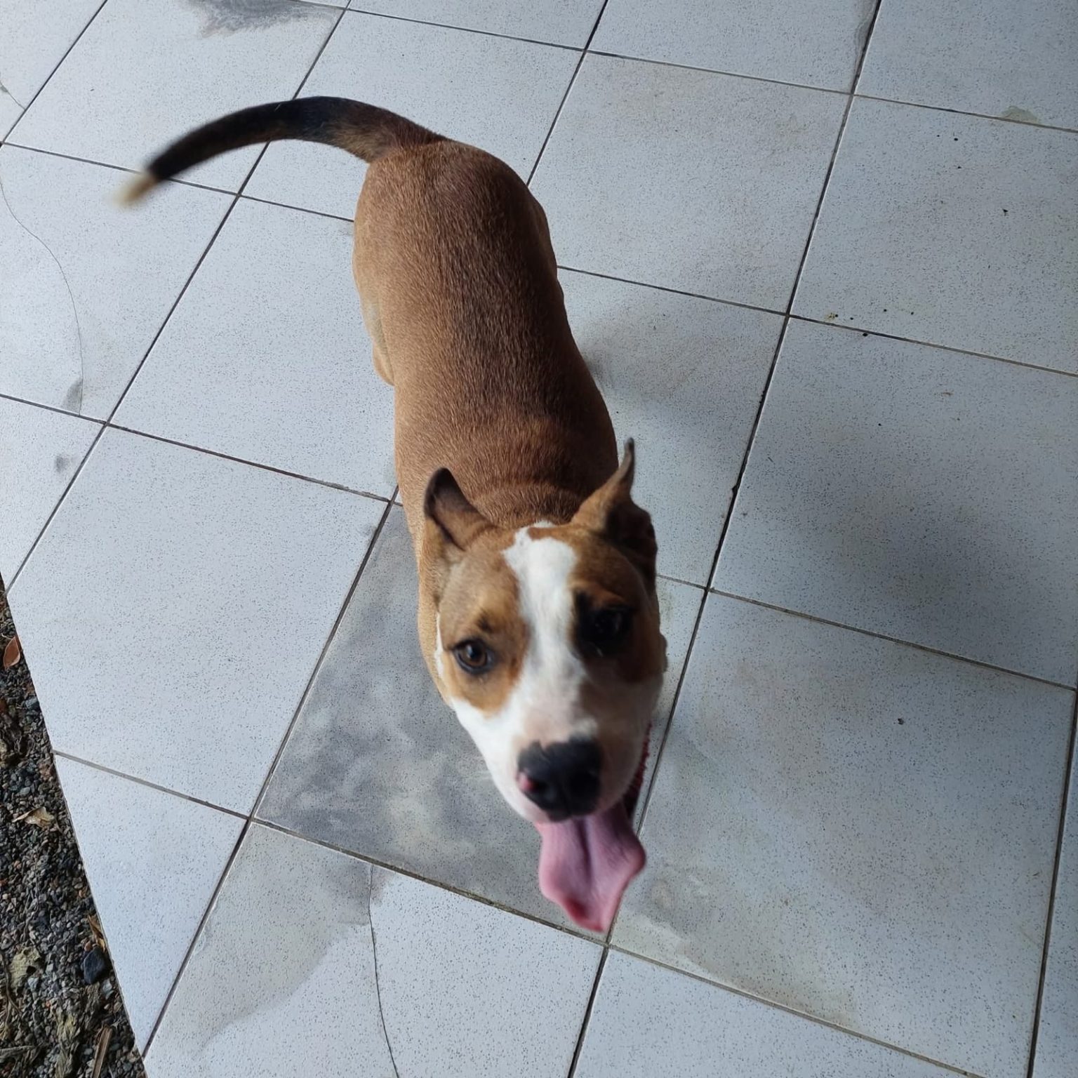 NO SÁBADO – Segunda edição do “Cãorreteiro” arrecada fundos em prol da causa animal em Barra Velha