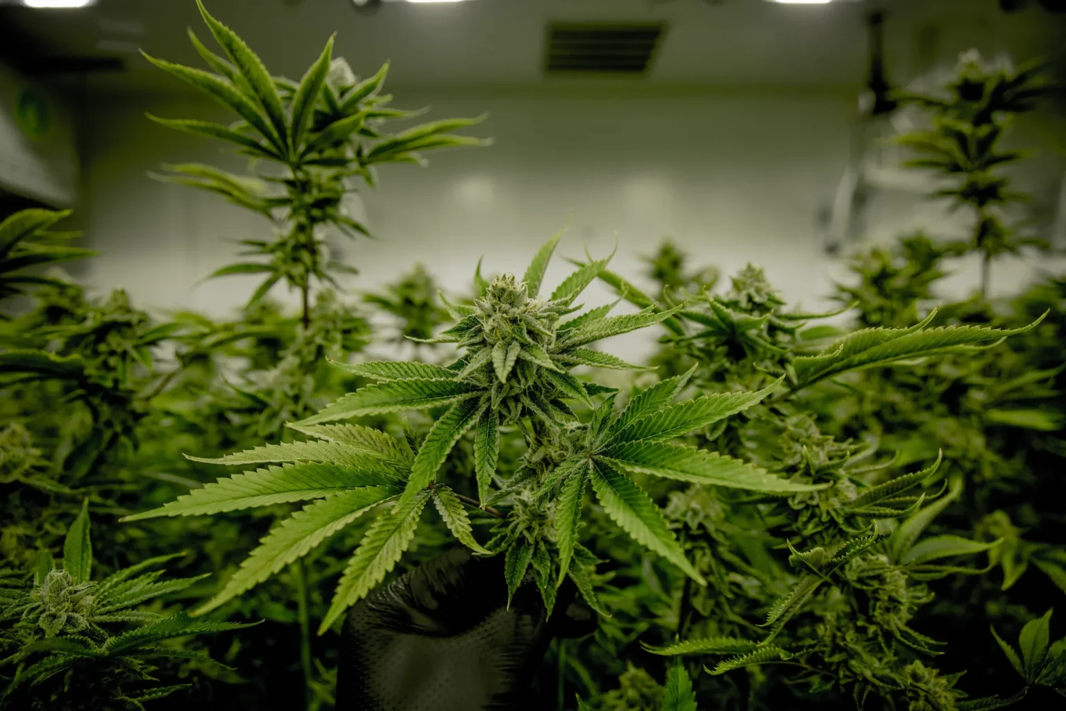 Anvisa autoriza Embrapa a iniciar pesquisas de cultivo de Cannabis no Brasil