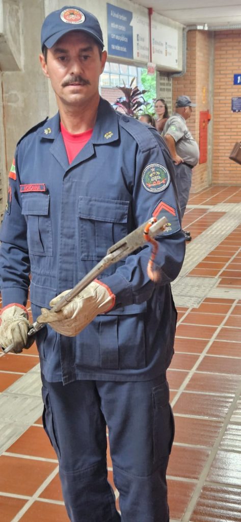 Bombeiros capturam cobra-coral verdadeira em universidade de Santa Catarina