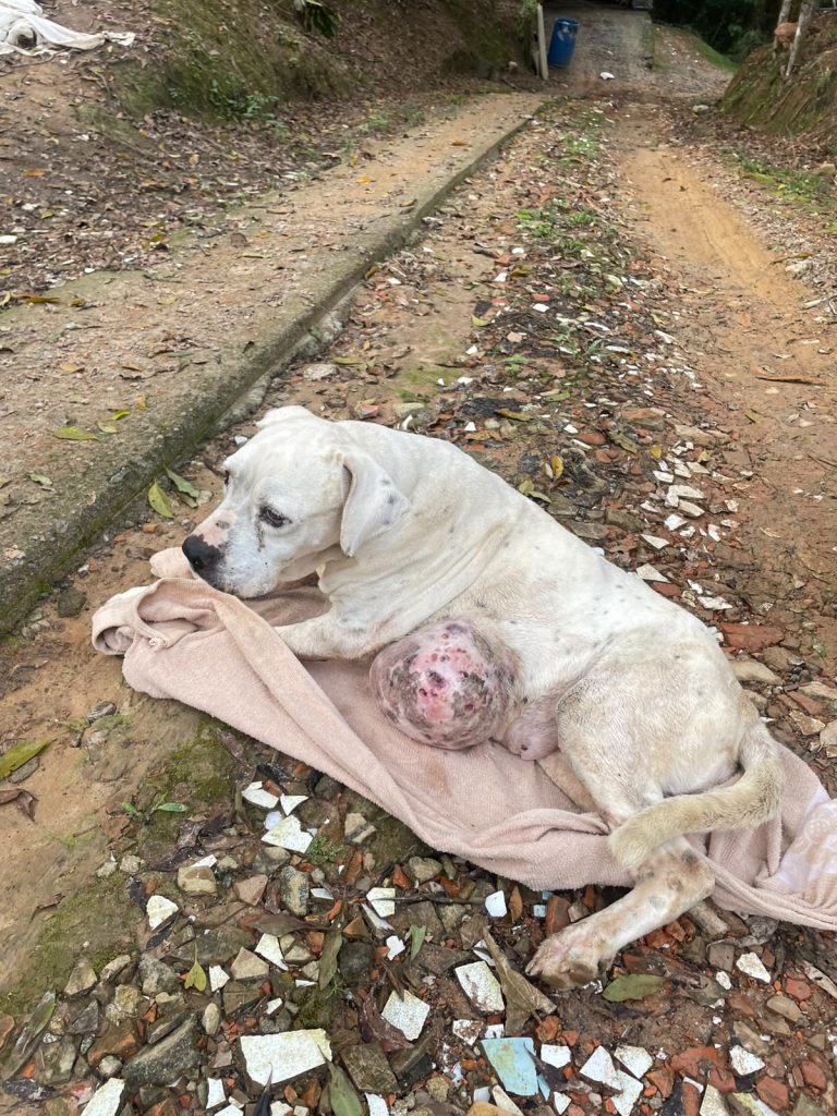 Casal é preso por maus-tratos contra cadela em grave situação de saúde